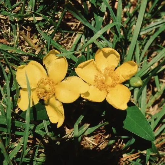 thumbnail for publication: Hypericum spp. St. John's Wort